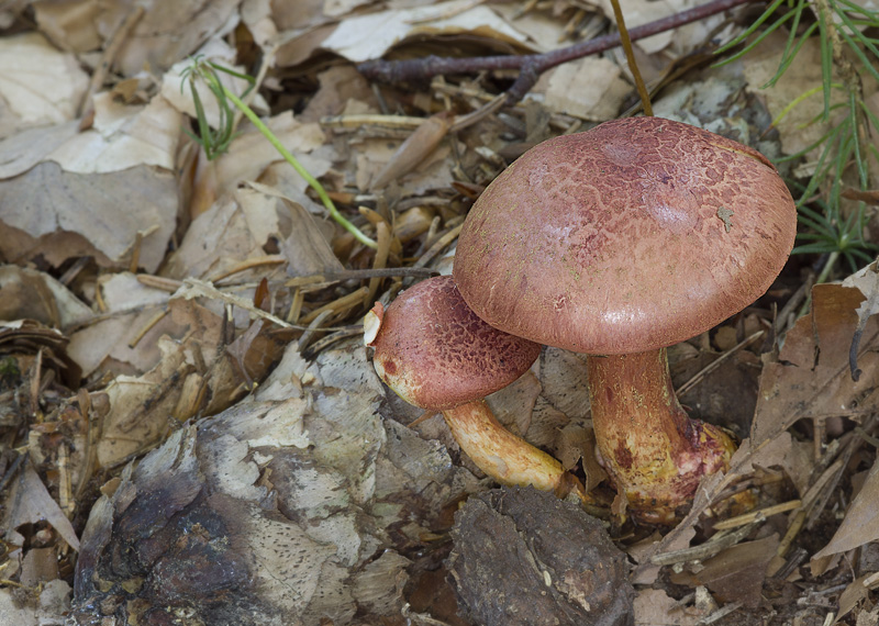 Cortinarius bolaris